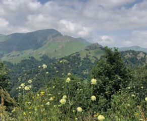 Blumen in den Bergen Armeniens im Sommer 2025