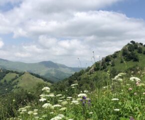 Panorama der armenischen Berglandschaft im Sommer 2025 mit bunten Wildblumen