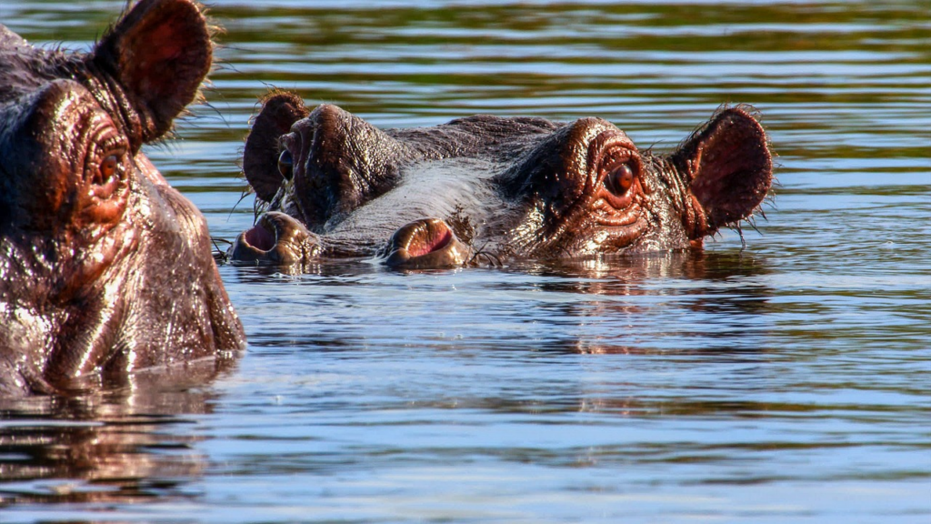 Mehrere Nilpferde liegen im flachen Wasser des Okavango‑Deltas, umgeben von grüner Vegetation und natürlicher Savannenlandschaft.