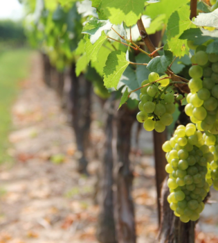 Weinreben in einer nordeuropäischen Landschaft mit kühlem Klima, symbolisch für den aufstrebenden Weinbau in Ländern wie Schweden und England.