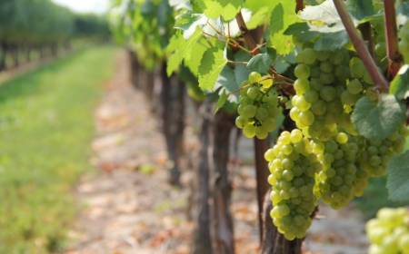 Weinreben in einer nordeuropäischen Landschaft mit kühlem Klima, symbolisch für den aufstrebenden Weinbau in Ländern wie Schweden und England.